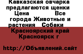 Кавказская овчарка -предлагаются щенки › Цена ­ 20 000 - Все города Животные и растения » Собаки   . Красноярский край,Красноярск г.